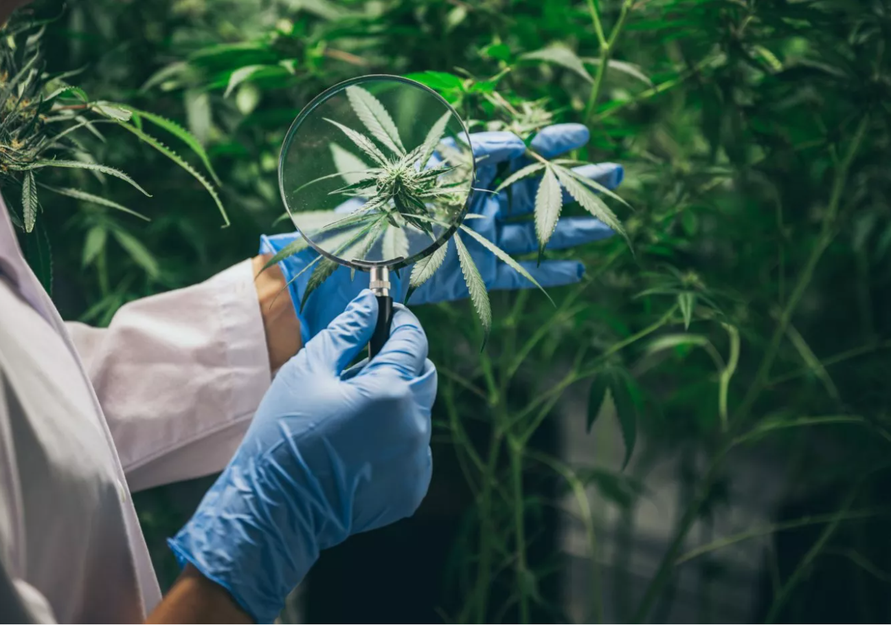 Cancer Pain Treatment Using Marijuana Safe and Effective, Large Study Finds