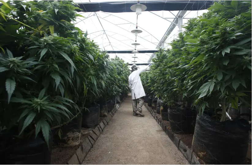 Medical cannabis shown to reduce pain in cancer patients - study